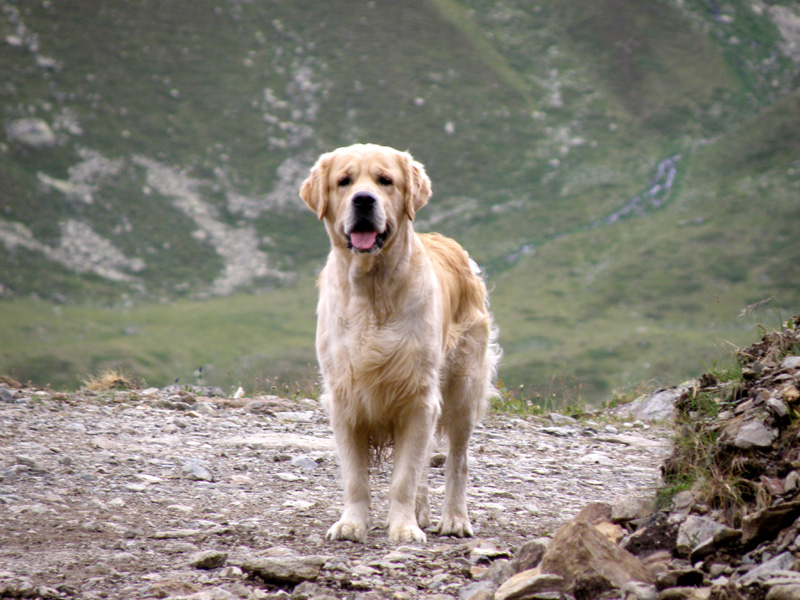 Anouk auf "Wanderschaft"